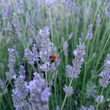 Terrae Eremis: Ristorante, Bar, * Roccamorice