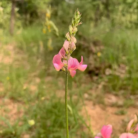 Bed & Breakfast Terrae Eremis: Ristorante, Bar, *