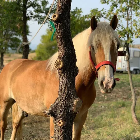 Terrae Eremis: Ristorante, Bar, Roccamorice