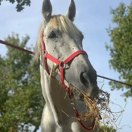 Terrae Eremis: Ristorante, Bar, * Roccamorice