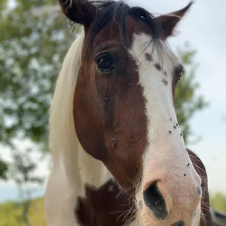 Terrae Eremis: Ristorante, Bar, Roccamorice