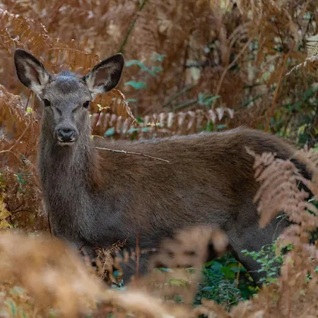 Bed & Breakfast Terrae Eremis: Ristorante, Bar, Roccamorice