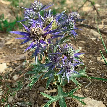 Terrae Eremis: Ristorante, Bar,