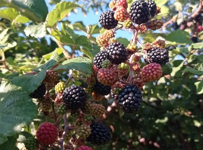 Terrae Eremis: Ristorante, Bar, Alojamento de Acomodação e Pequeno-almoço *