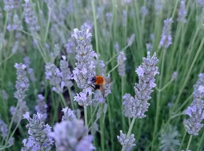 Terrae Eremis: Ristorante, Bar, * Roccamorice
