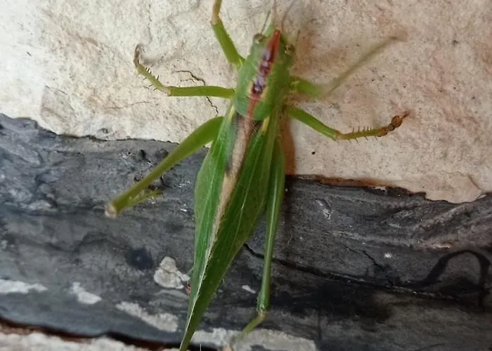 Bed & Breakfast Terrae Eremis: Ristorante, Bar, *