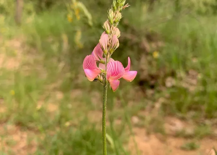 Alojamento de Acomodação e Pequeno-almoço Terrae Eremis: Ristorante, Bar, *