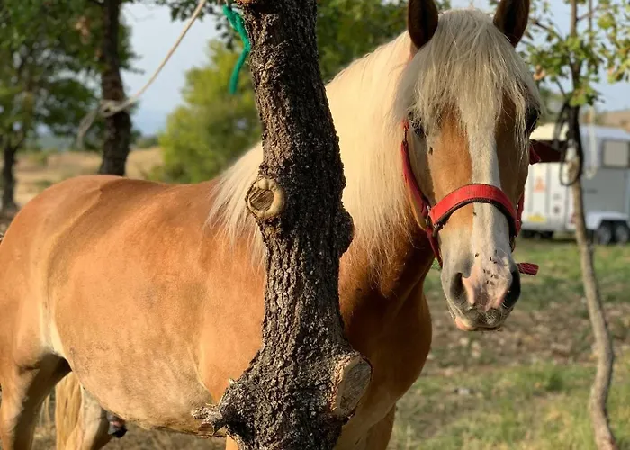 Terrae Eremis: Ristorante, Bar, Roccamorice