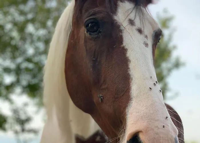 Terrae Eremis: Ristorante, Bar, Roccamorice