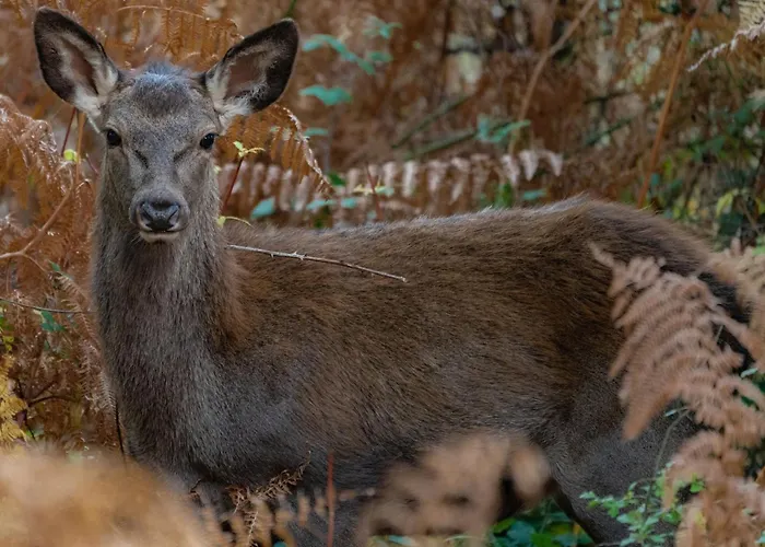 Bed & Breakfast Terrae Eremis: Ristorante, Bar, Roccamorice