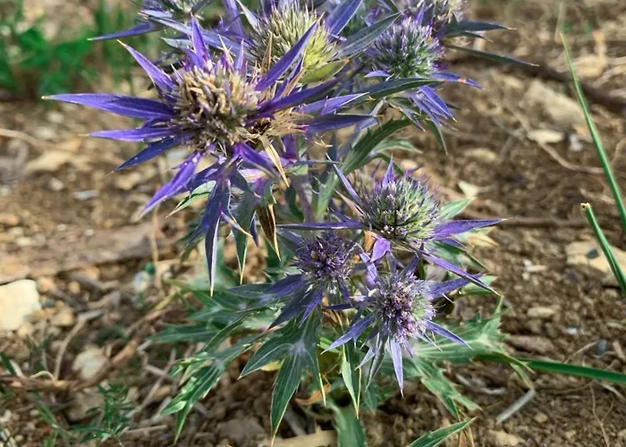 Terrae Eremis: Ristorante, Bar,